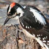 Hairy Woodpecker HAWO