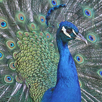 Indian Peafowl INPE