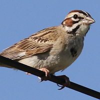 Lark Sparrow LASP