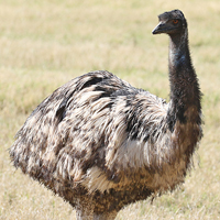 Emu EMUU