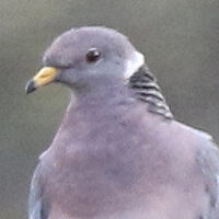 Band-tailed Pigeon BTPI