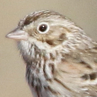 Vesper Sparrow VESP