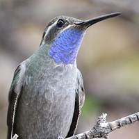 Blue-throated Hummingbird BTHH