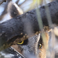 Long-eared Owl LEOW