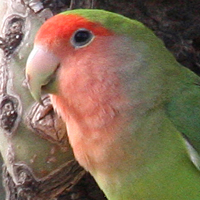 Rosy-faced Lovebird RFLO