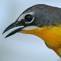 Yellow-breasted Chat YBCH