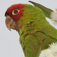 Red-masked Parakeet RMPA