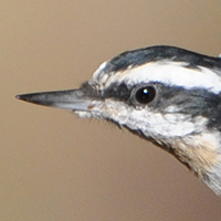 Red-breasted Nuthatch RBNU