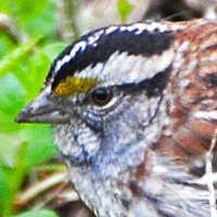 White-throated Sparrow WTSP