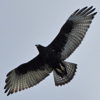 Zone-tailed Hawk ZTHA juvenile