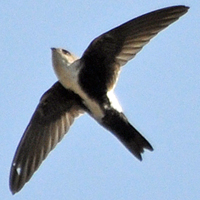 White-throated Swift WTSW