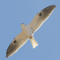 White-tailed Kite WTKI