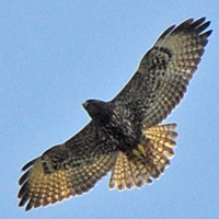 Short-tailed Hawk STHA