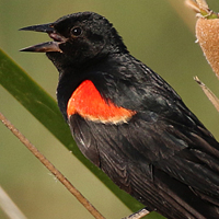 Red-winged Blackbird RWBL