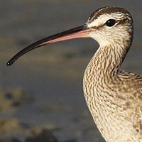 Whimbrel WHIM