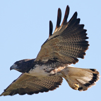 White-tailed Hawk WTHA