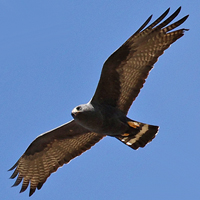 Zone-tailed Hawk ZTHA adult