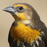 Yellow-headed Blackbird YHBL female