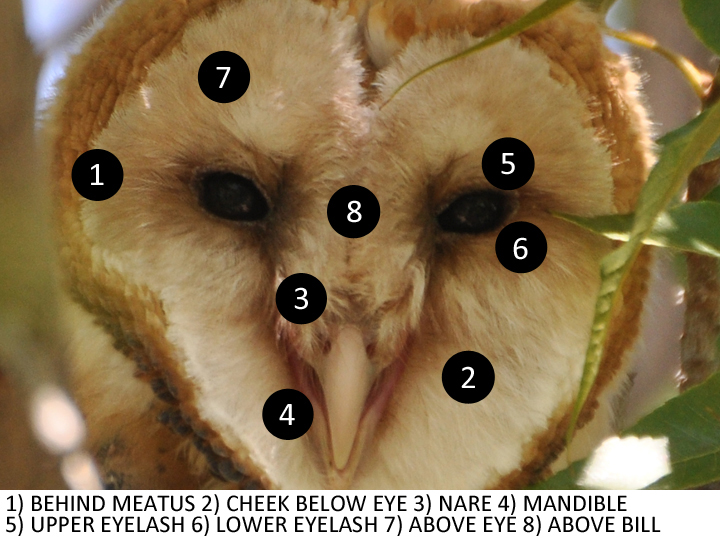 Barn Owl BANO plucked auriculars placement