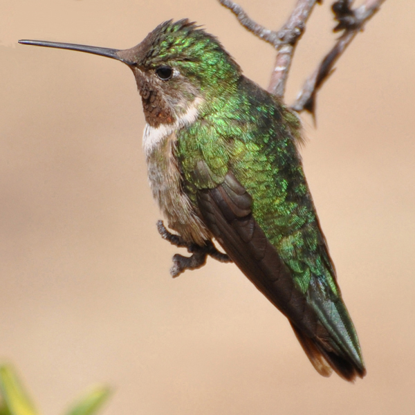 Broad-tailed Hummingbird male