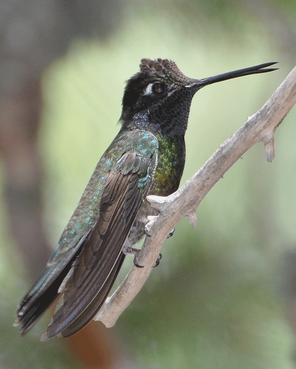 Magnificant Hummingbird