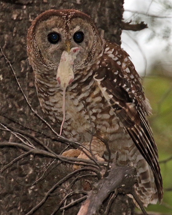 Mexican Spotted Owl SPOW