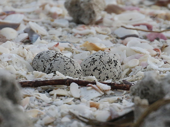 Snowy Plover nest and eggs