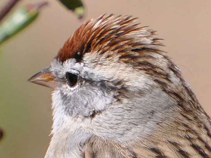 Chipping Sparrow CHSP