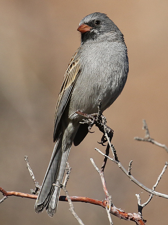 Black-chinned Sparrow BCSP