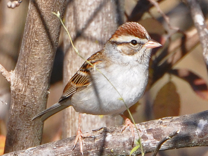 Chipping Sparrow CHSP