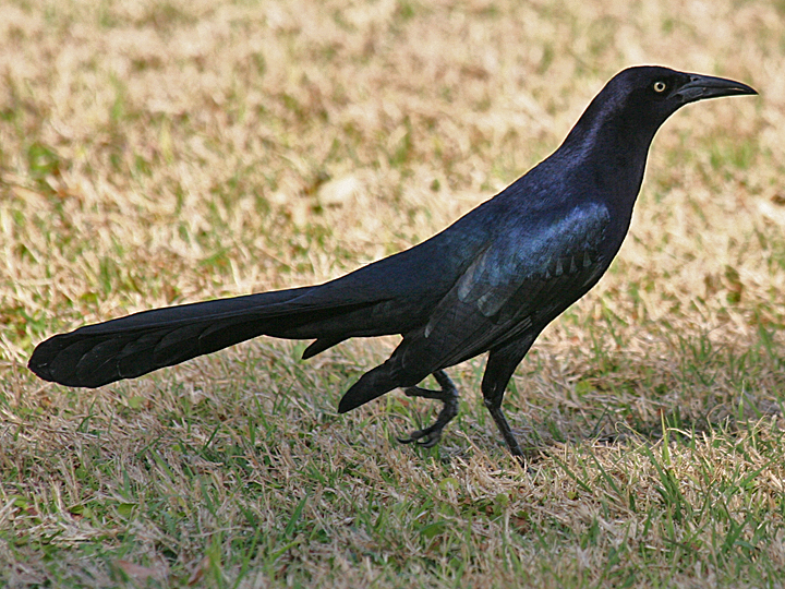 Great-tailed Grackle GTGR male