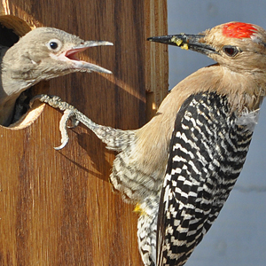 Gila Woodpecker nestbox