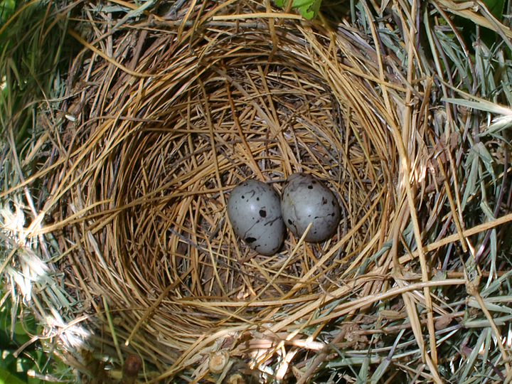 Great-tailed Grackle GTGR nest