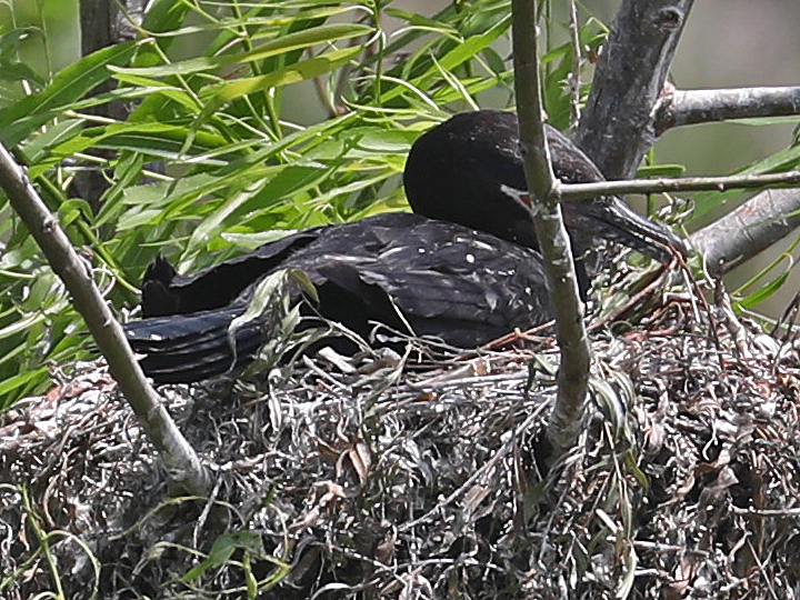 Double-crested Cormorant DCCO nest