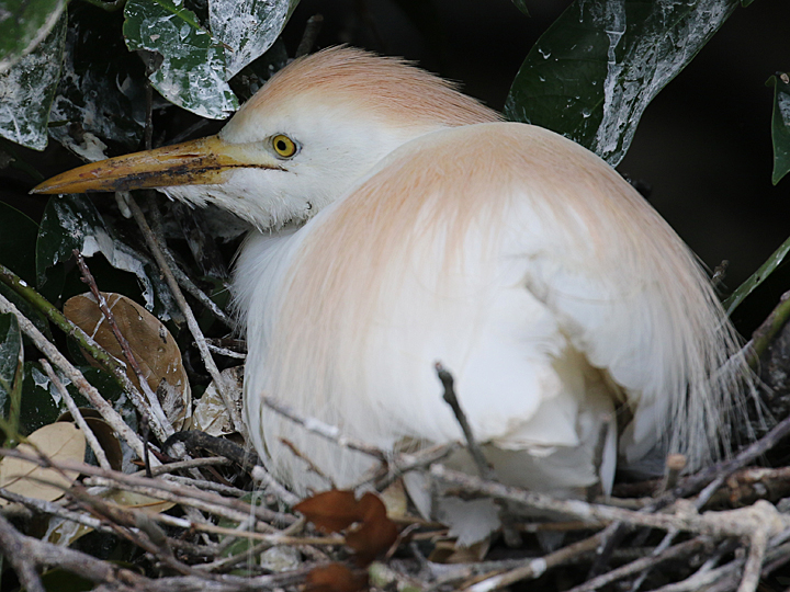 Cattle Egret nest and eggs