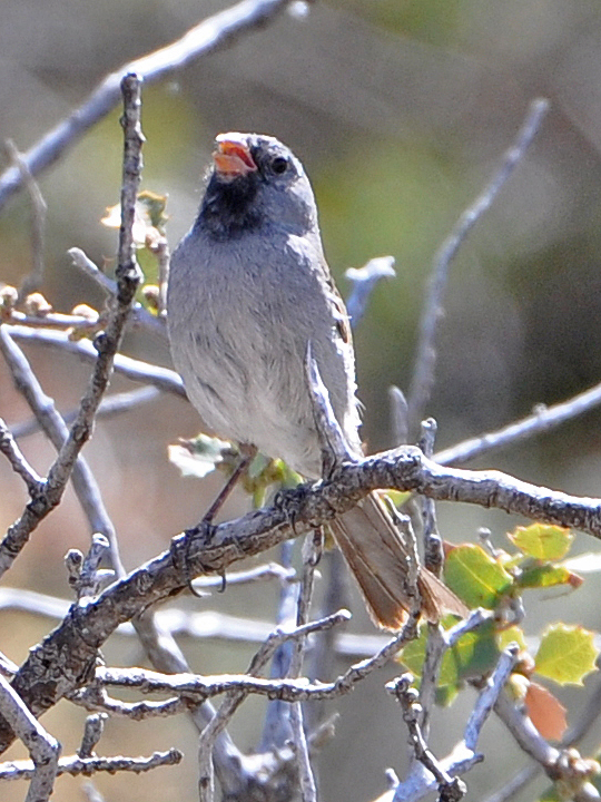 Black-chinned Sparrow BCSP