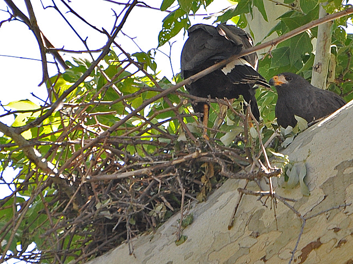 Common Black Hawk nest