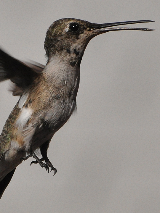 Leucistic Black-chinned Hummingbird