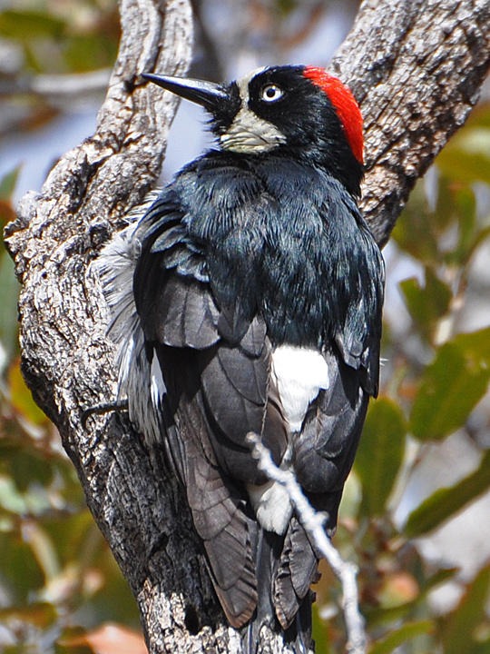 Acorn Woodpecker ACWO