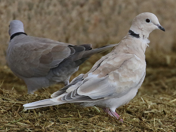 Leucistic Eurasian Collared-Dove