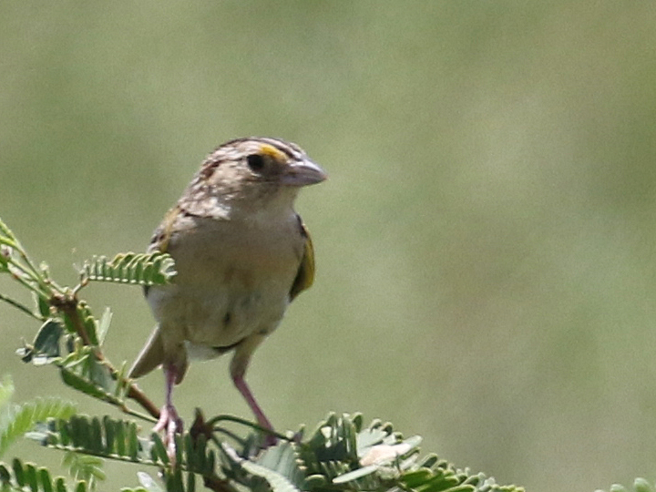 Grasshopper Sparrow GRSP