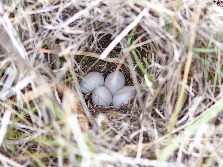 Botteri's Sparrow Nest