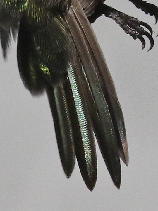 Anna's Hummingbird odd tail