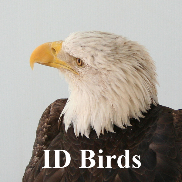 ID Birds
