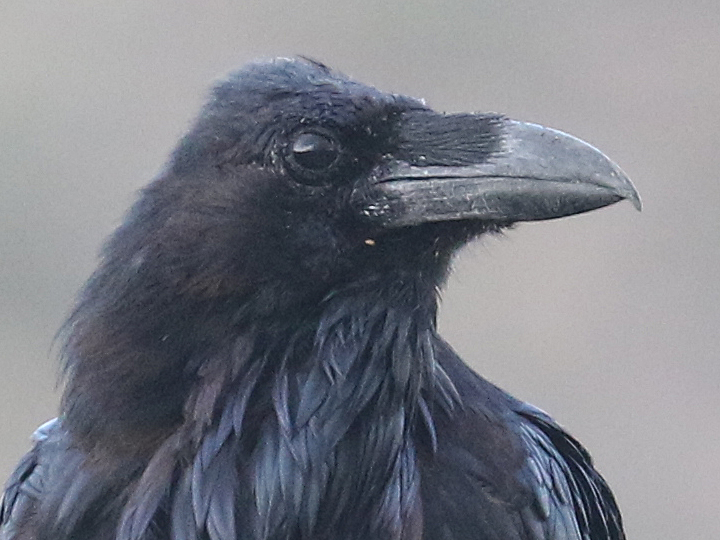 Common Raven CORA