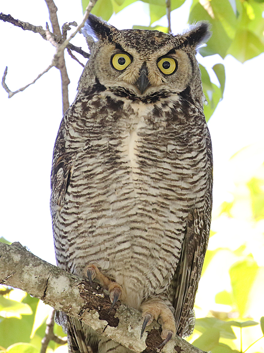 Great Horned Owl GHOW