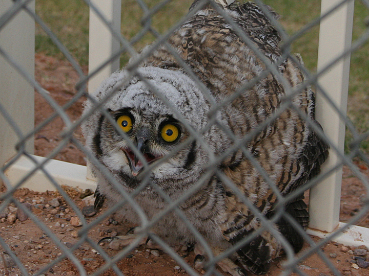 Great Horned Owl GHOW