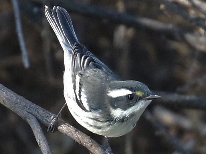 Black-throated Gray Warbler BTYW