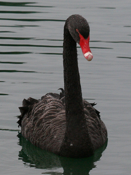 Black Swan BLAS