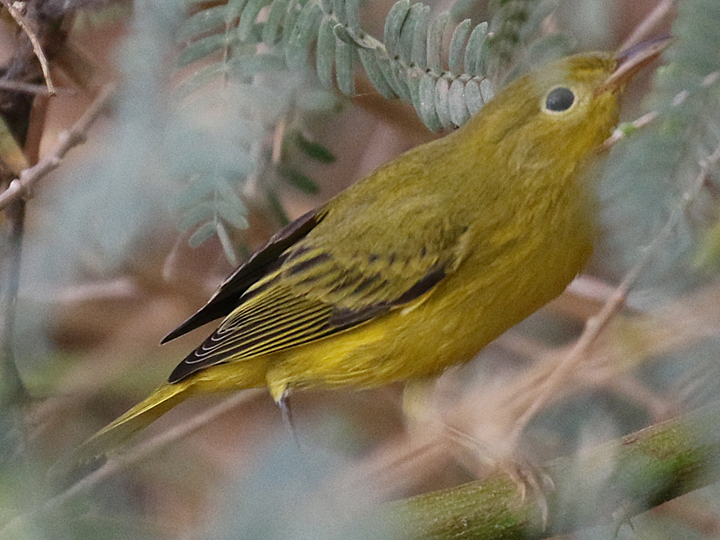 Yellow Warbler YWAR female